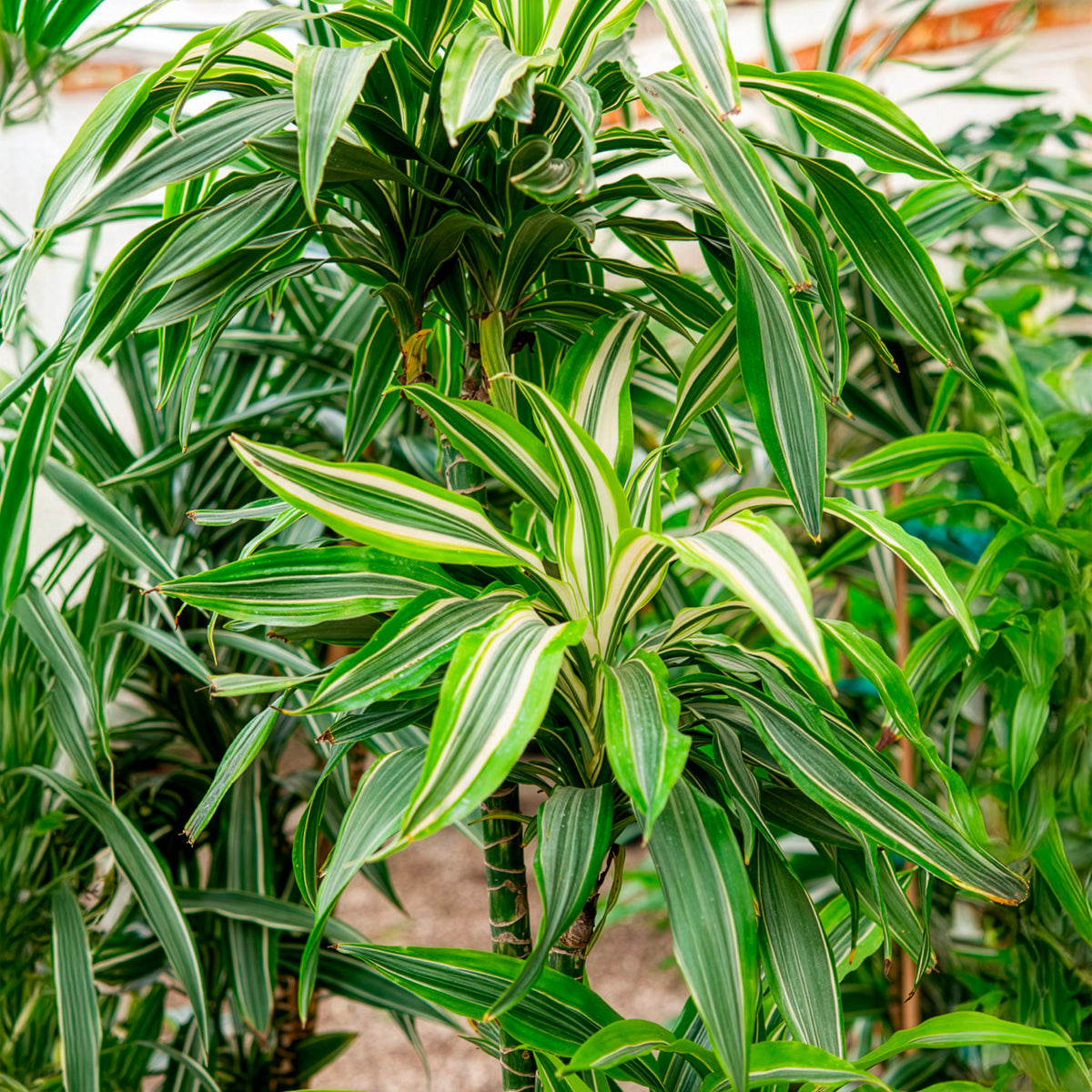 Dracaena Warneckei - Dracaena deremensis Warneckei - Willemse