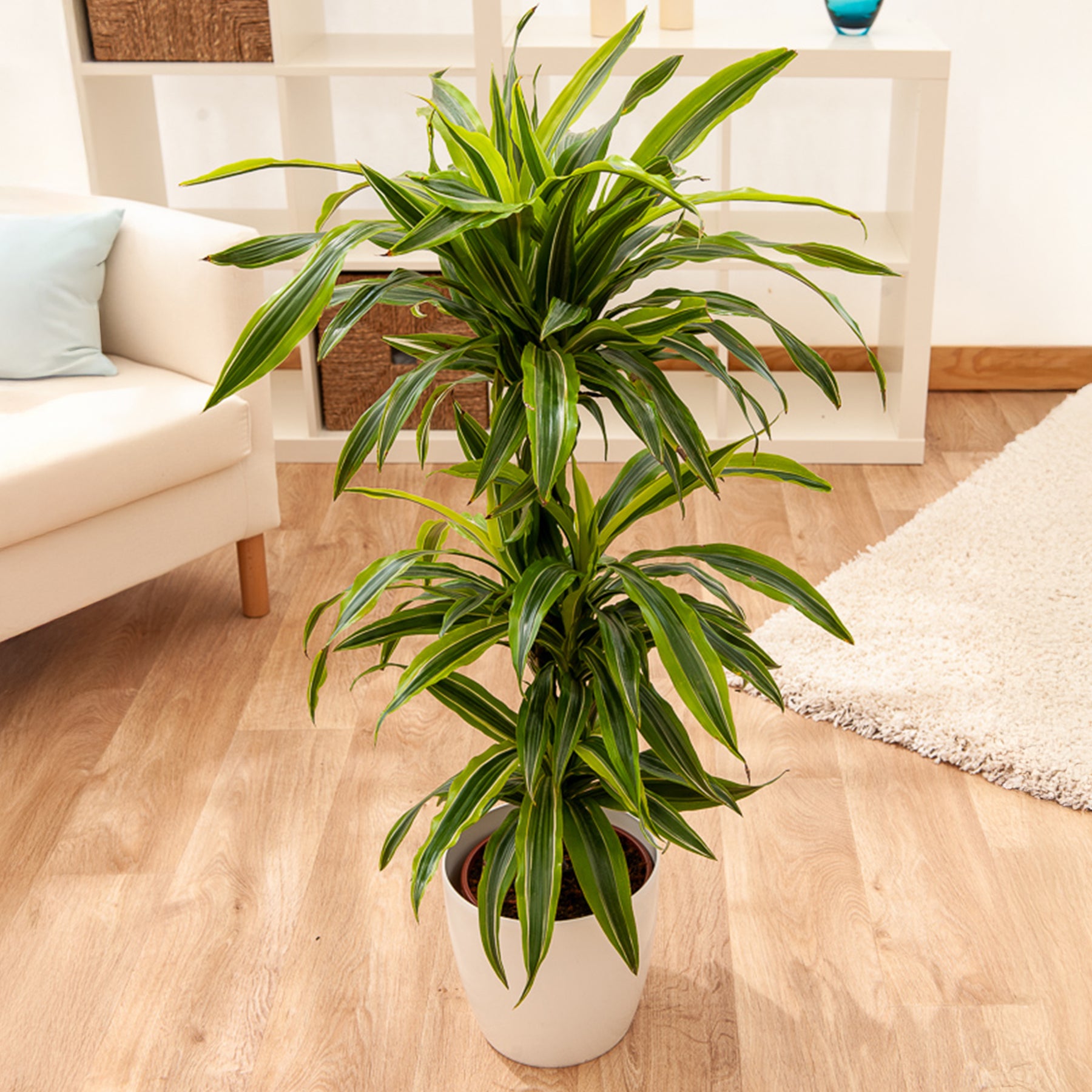 Dracaena 'Lemon Lime' (Zitronenlimone) - Dracaena fragrans Lemon Lime - Willemse
