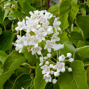 Chinesischer Wachskletterer - Dregea sinensis - Willemse