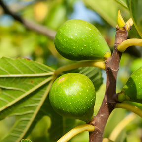 Feigenbaum Goutte d'or - Willemse