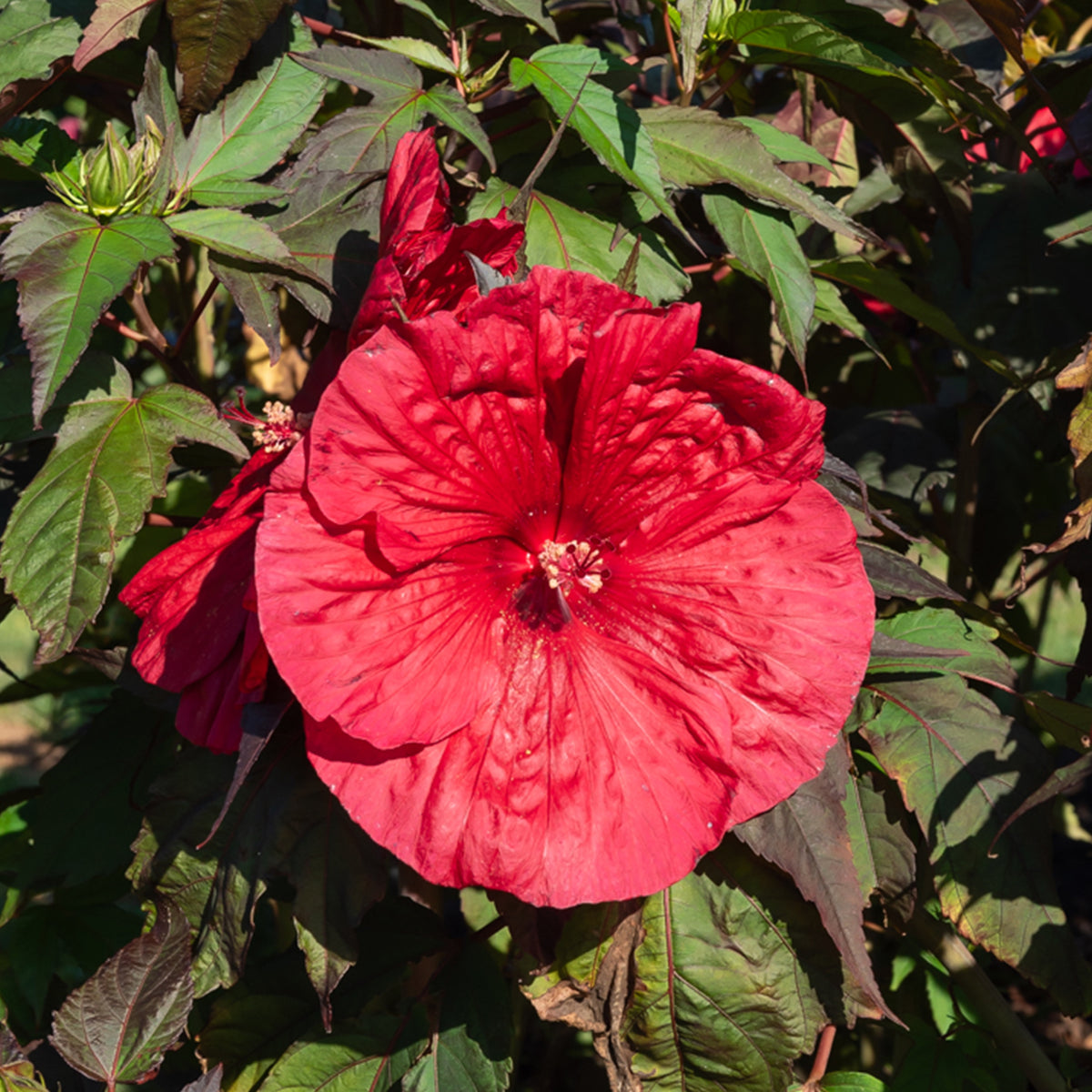 Hibiskus 'Carousel Geant Red'® - Hibiscus moscheutos Carrousel Geant Red® - Willemse