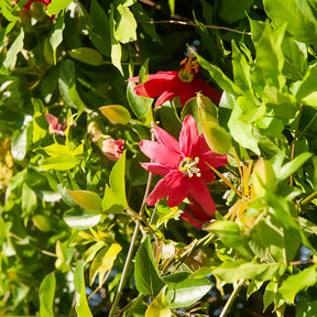 Passionsblume Exoniensis - Willemse