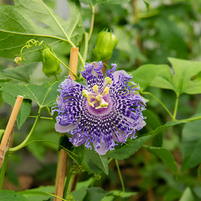 Passiflora Fata confetto - Passionsblume Fata Confetto - Passionsblume