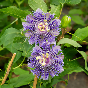 Passionsblume Fata Confetto - Willemse