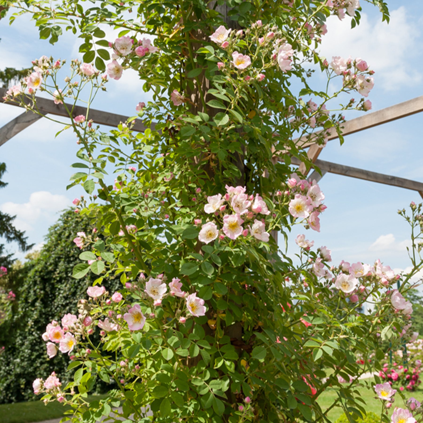 Rambler-Rose Kew Rambler - Willemse