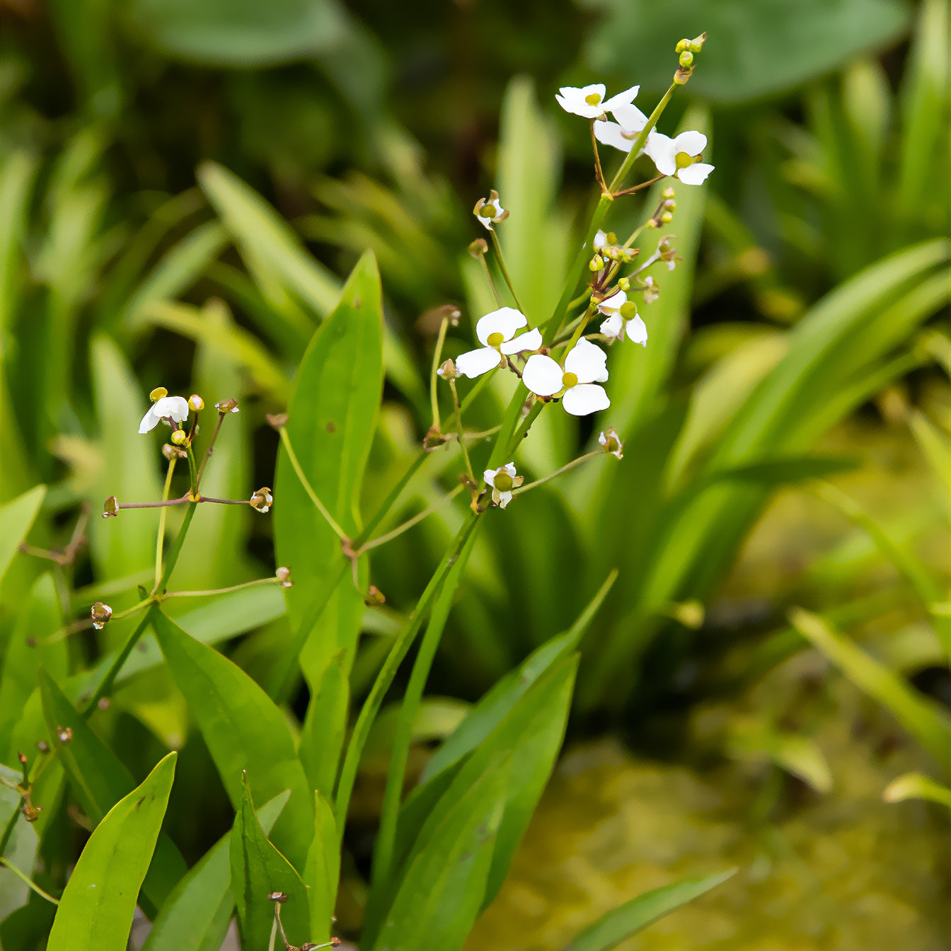 Sagittaria graminiforme aquatisch - Sagittaria graminea - Willemse