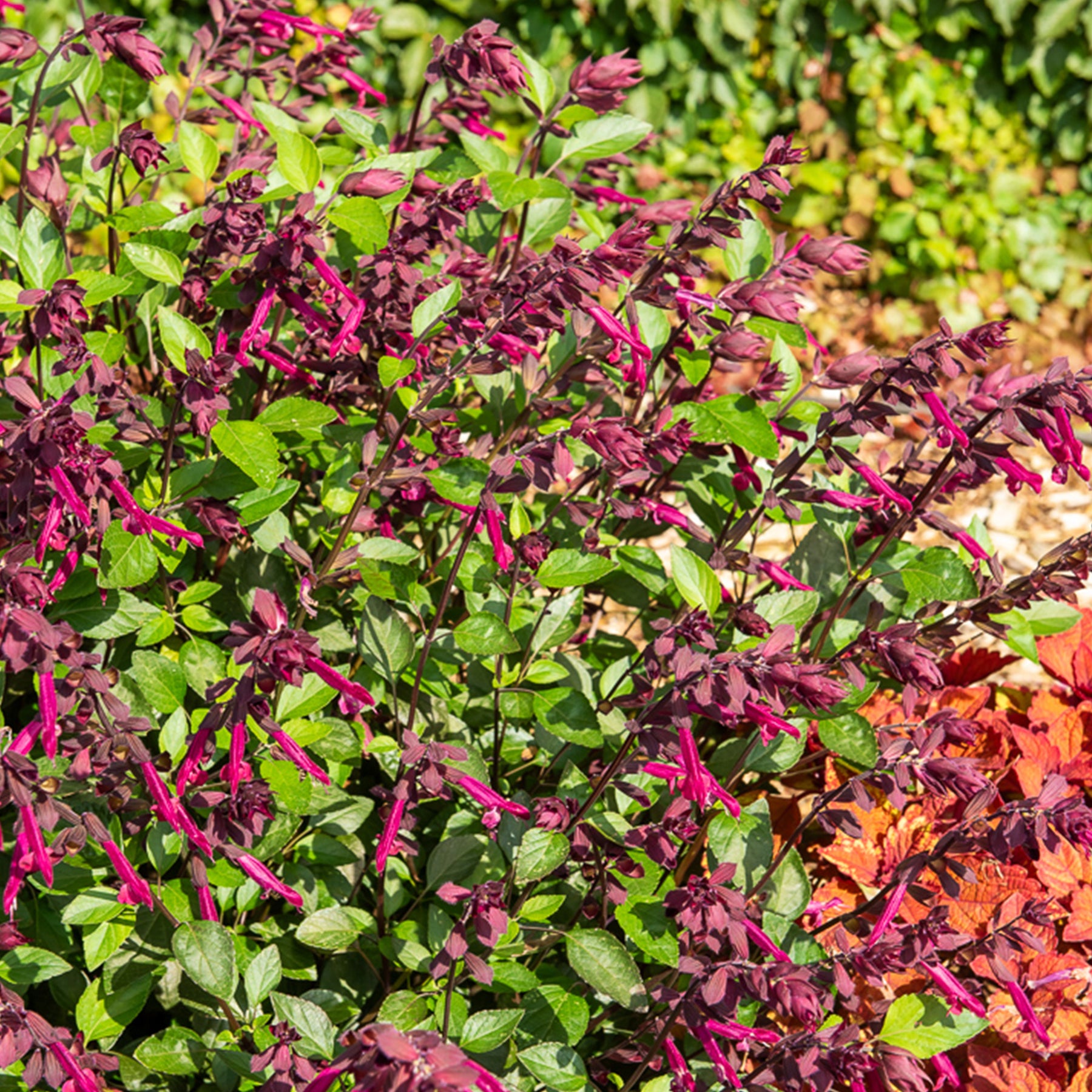 Love and Wishes® Hybrid-Salbei - Willemse