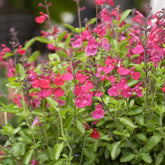 Salvia microphylla Cerro Potosi - Strauchsalbei ‘Cerro Potosi’ - Salbei