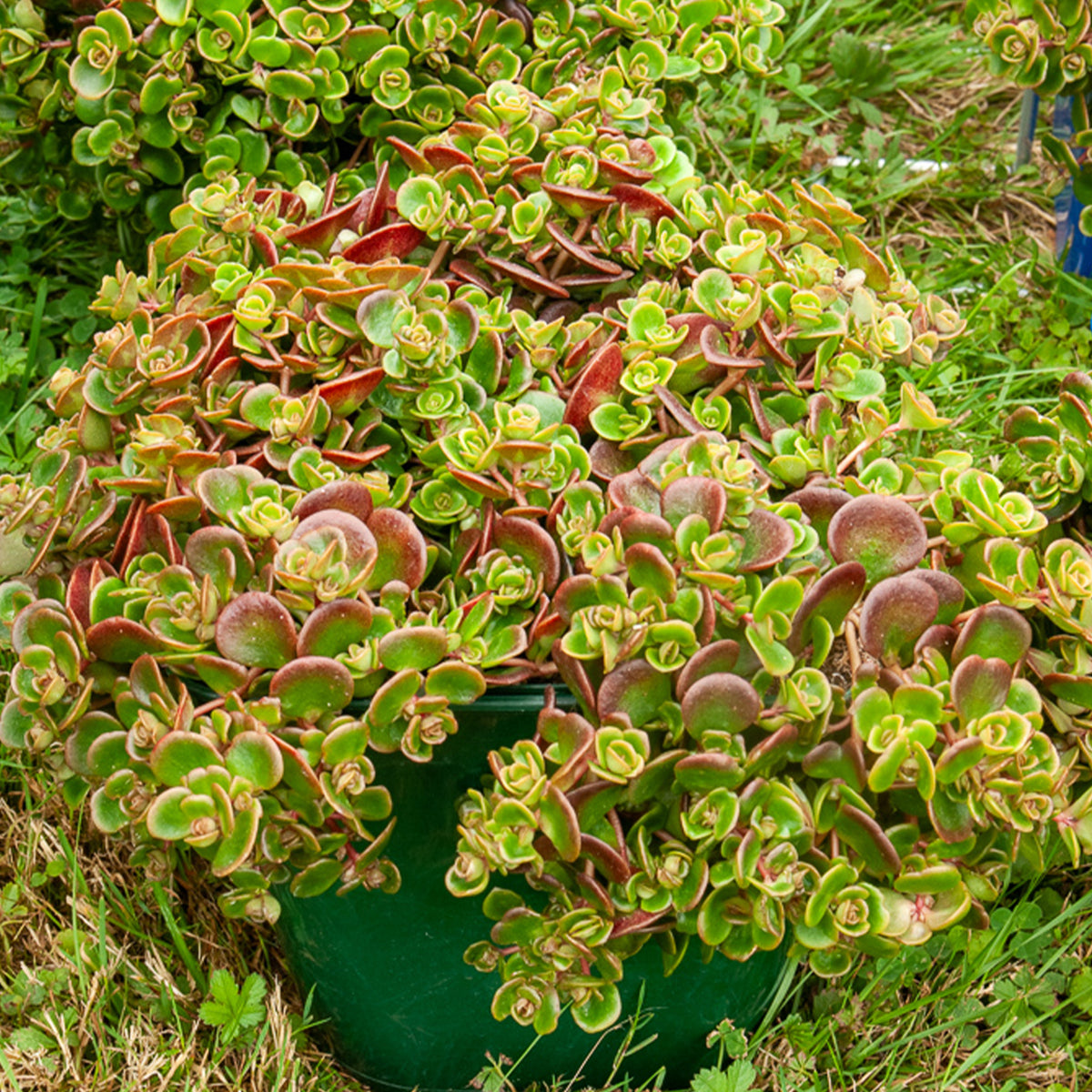 Sedum tetractinum Coral Reef / Kriechende Sonnenblume - Sedum tetractinum Coral Reef - Willemse