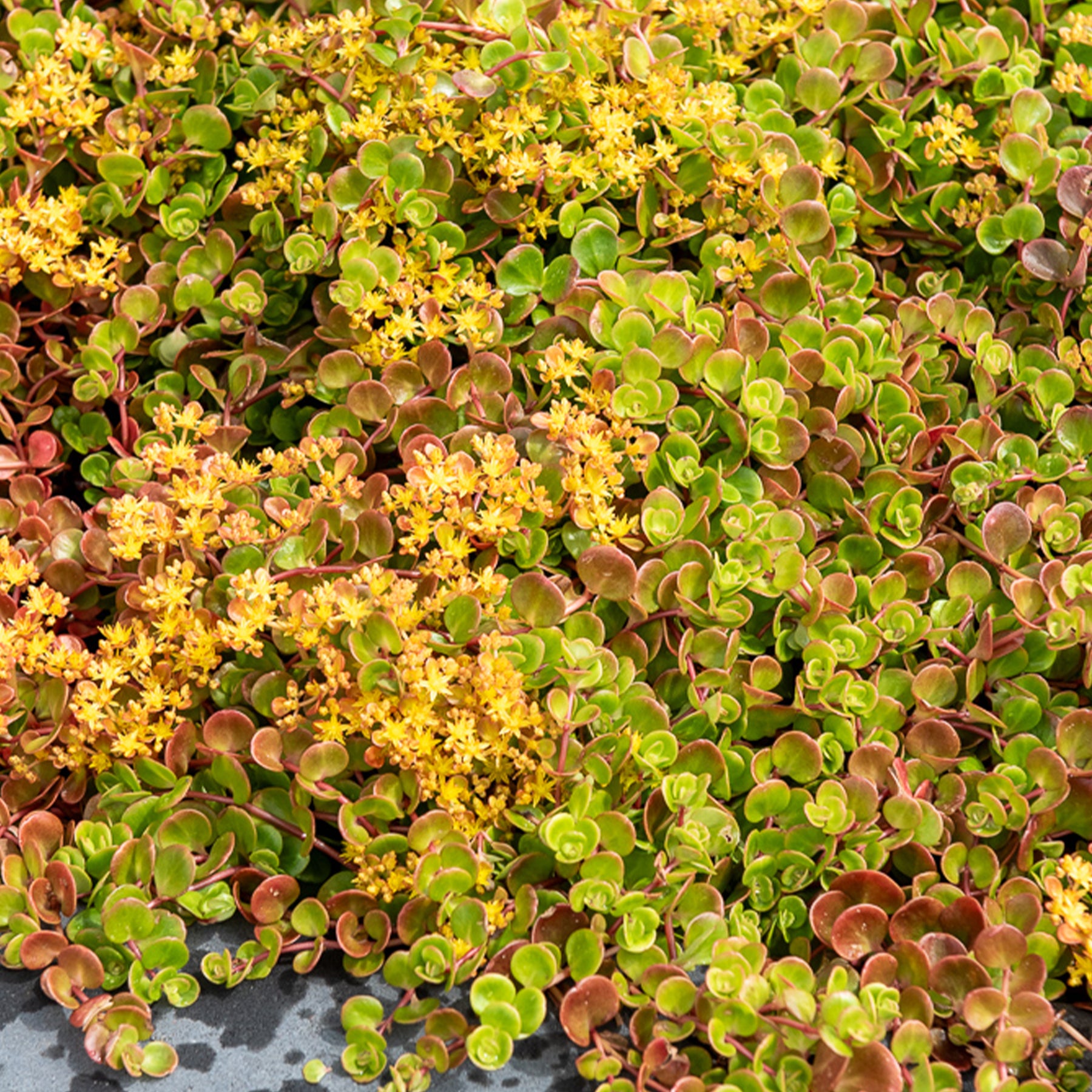 Teppich-Fetthenne ‚Coral Reef‘ - Willemse