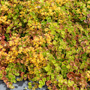 Teppich-Fetthenne ‚Coral Reef‘ - Willemse