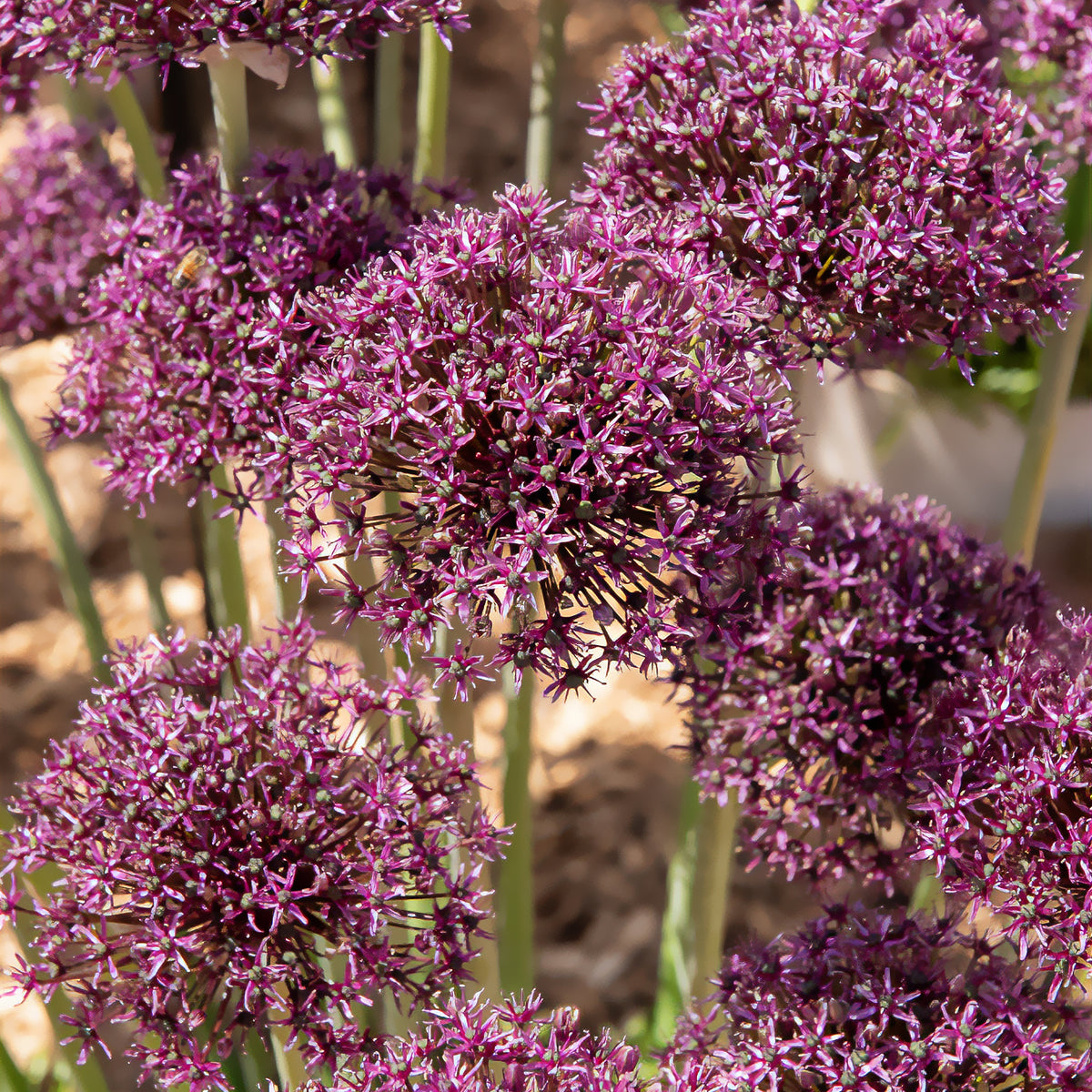 Zierlauch Miami - Allium Miami - Willemse