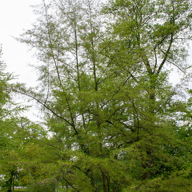 Kaisererle 'Imperialis' - Willemse