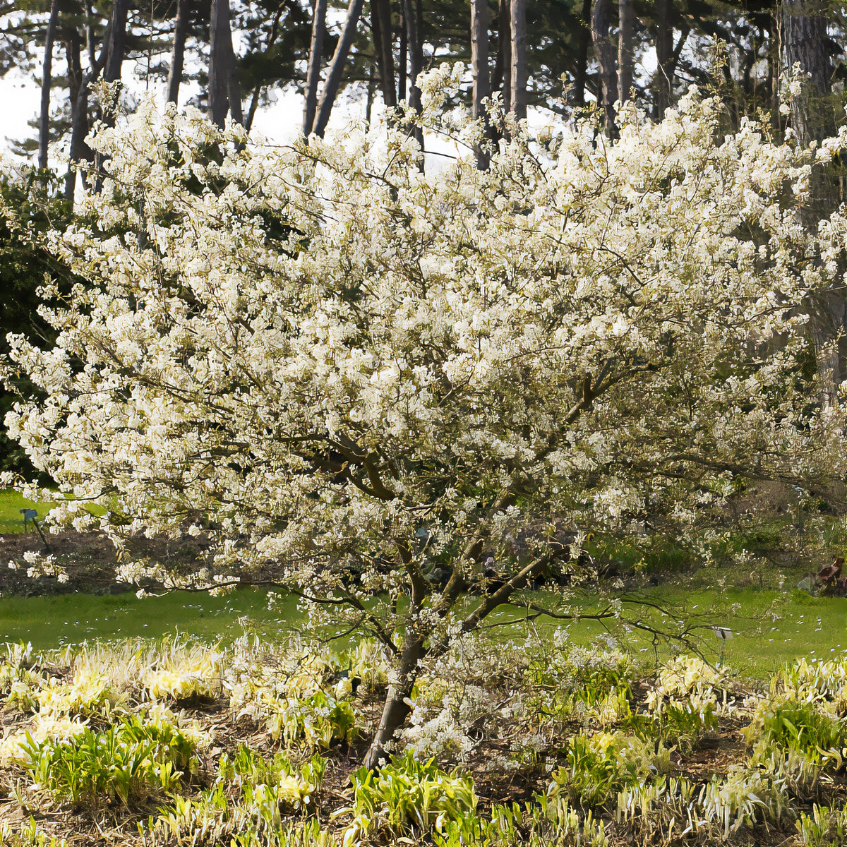 Hängende Felsenbirne - Amelanchier laevis - Willemse