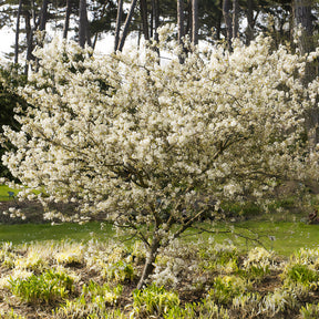 Felsenbirne (Amelanchier laevis) - Amelanchier laevis - Willemse