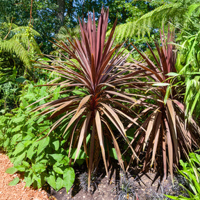 Keulenlilie 'Red Star' - Cordyline australis Red Star - Willemse