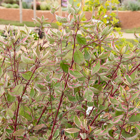 Weißer Hartriegel Miracle® - Willemse