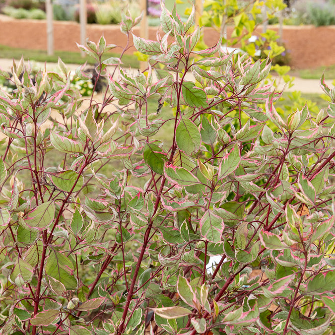 Weißer Hartriegel Miracle® - Willemse