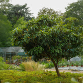 Verkauf Japanische Wollmispel - Eriobotrya japonica