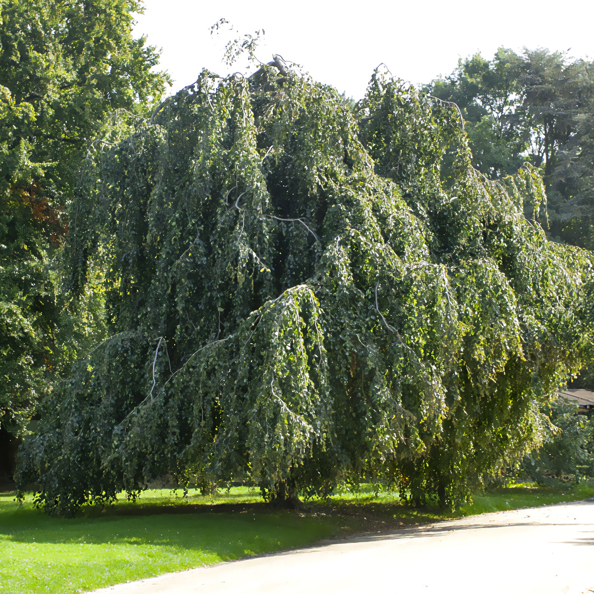 Hänge-Buche - Fagus sylvatica Pendula - Willemse
