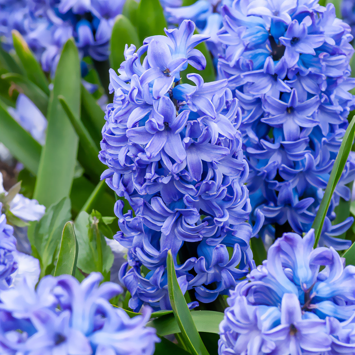 Hyazinthe 'Delft Blue' - Willemse