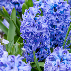 Hyazinthe 'Delft Blue' - Willemse