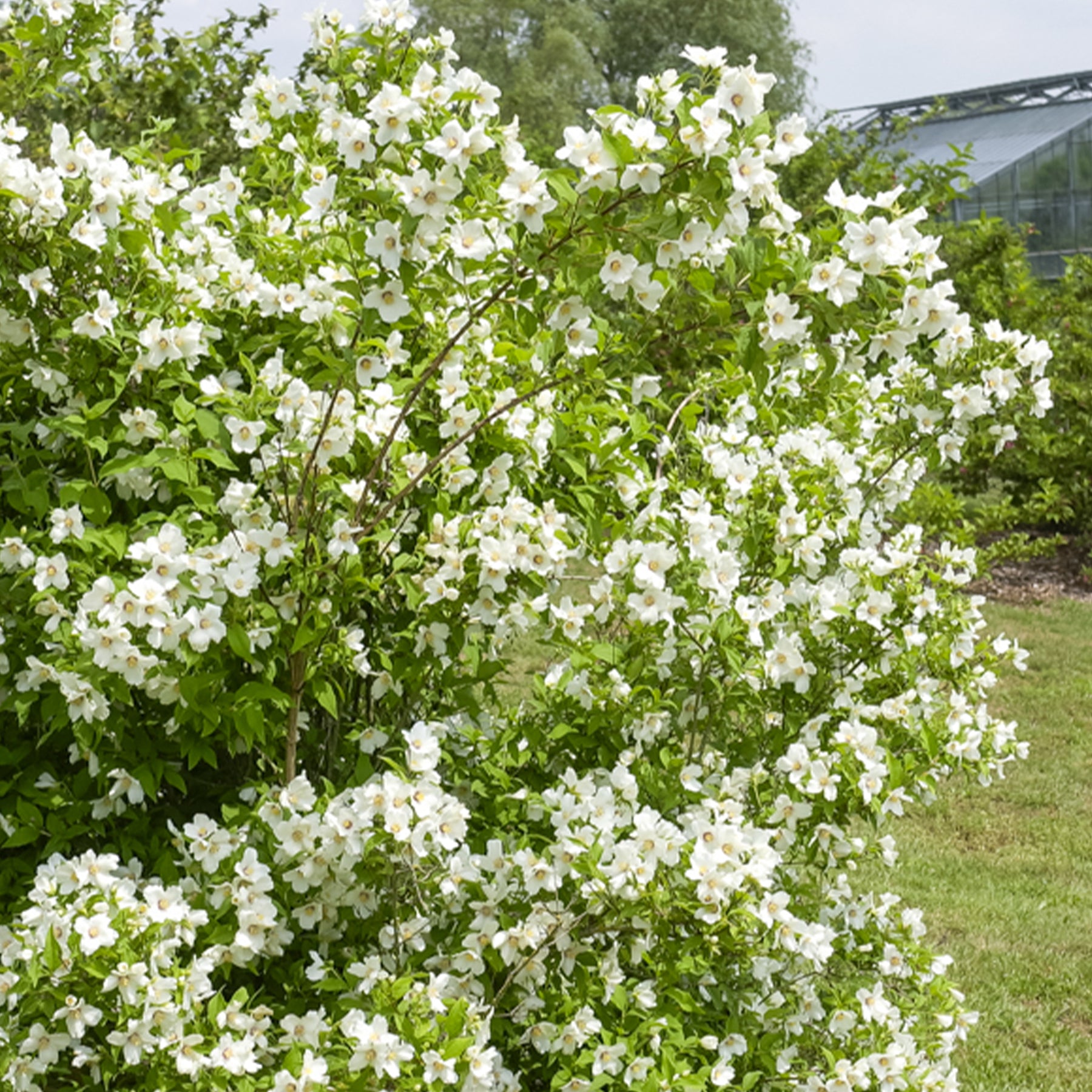 Philadelphus Belle Etoile - Gartenjasmin 'Belle Etoile' - Philadelphus - Pfeifenstrauch