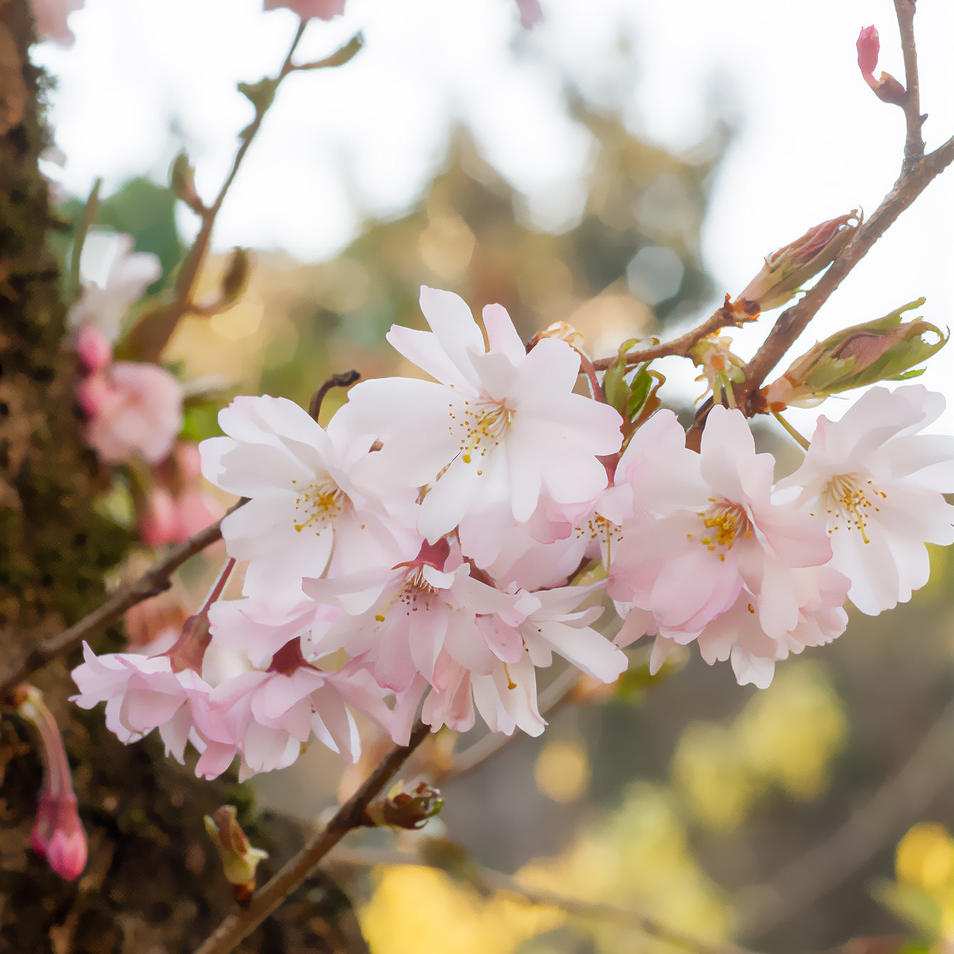 Rosa Winterkirsche 'Autumnalis Rosea' - Prunus subhirtella Autumnalis Rosea - Willemse
