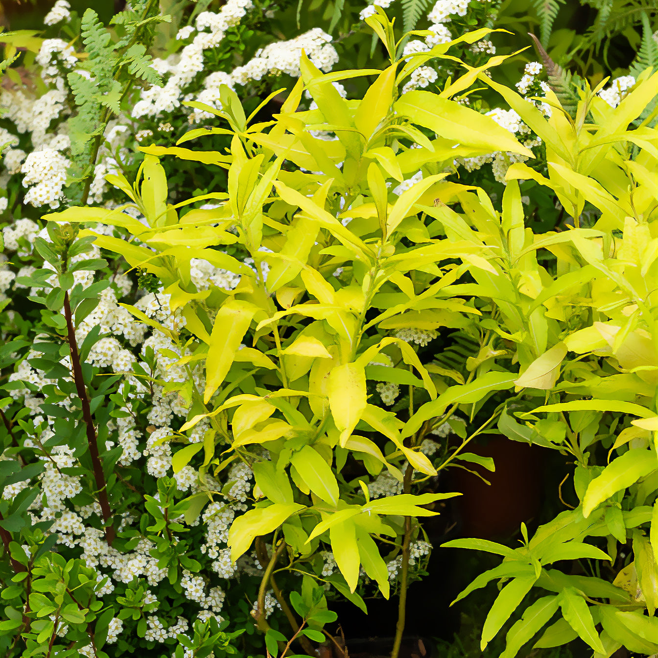 Sachalin-Weide 'Golden Sunshine' - Willemse