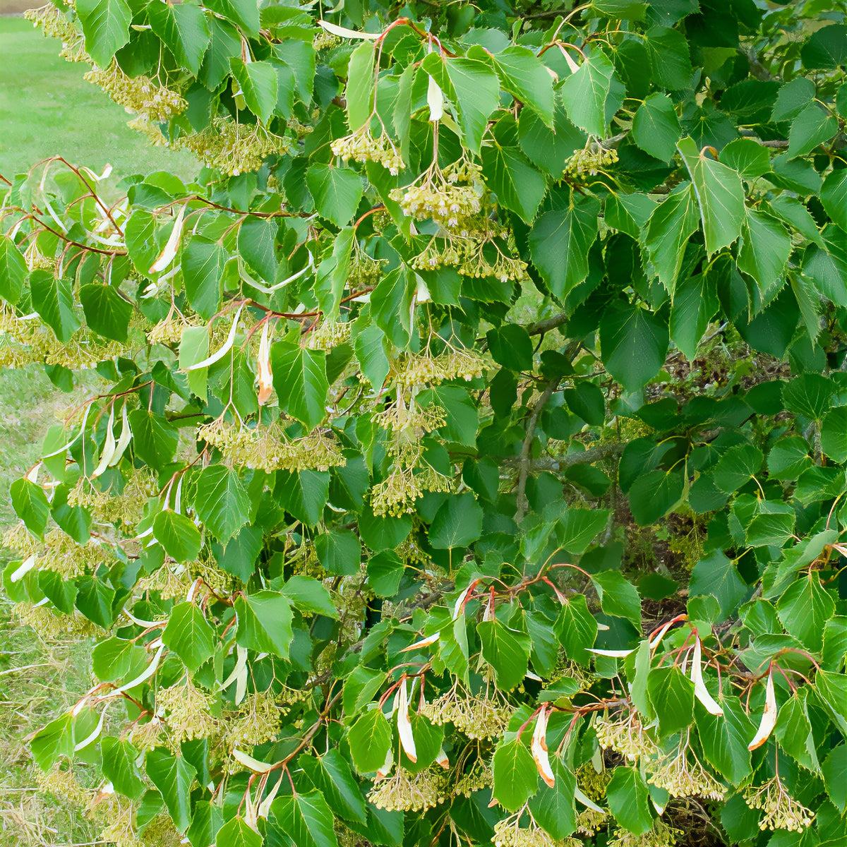 Henry-Linde - Tilia henryana - Willemse