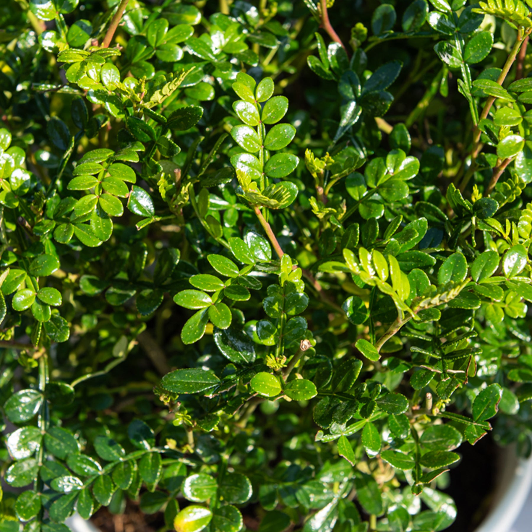 Szechuanpfeffer - Willemse