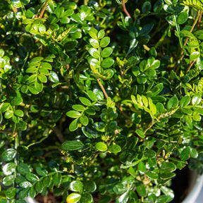 Szechuanpfeffer - Willemse