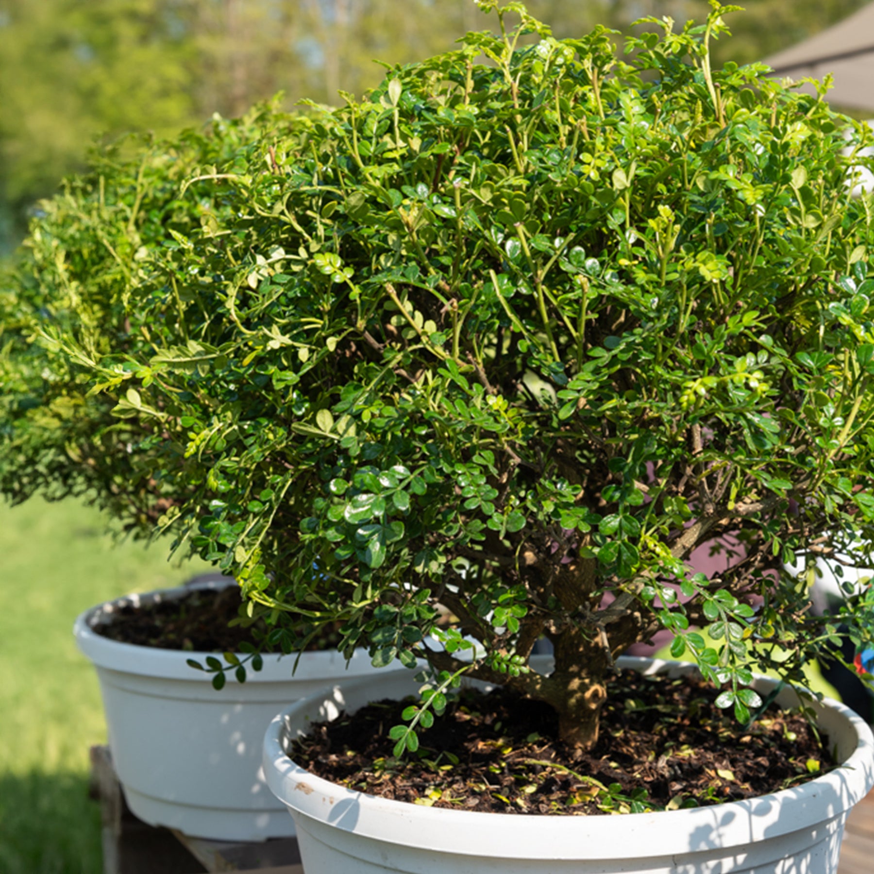 Zanthoxylum piperitum - Szechuanpfeffer - Exotische Obstbäume