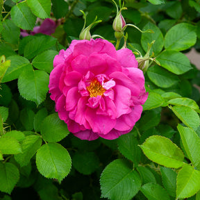 Apfelrose 'Wild Edric' - Rosa Wild Edric - Willemse