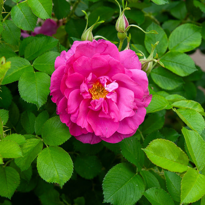 Apfelrose 'Wild Edric' - Rosa Wild Edric - Willemse
