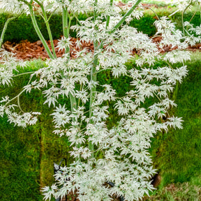 Acer palmatum 'Ukigumo'  - Fächer-Ahorn 'Ukigumo' - Japanischer Ahorn