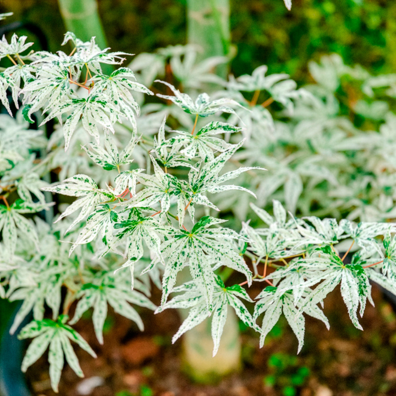 Fächer-Ahorn 'Ukigumo' - Acer palmatum 'Ukigumo'  - Willemse