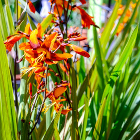 Verkauf Montbretie 'Emily McKenzie' - Crocosmia Emily Mckenzie