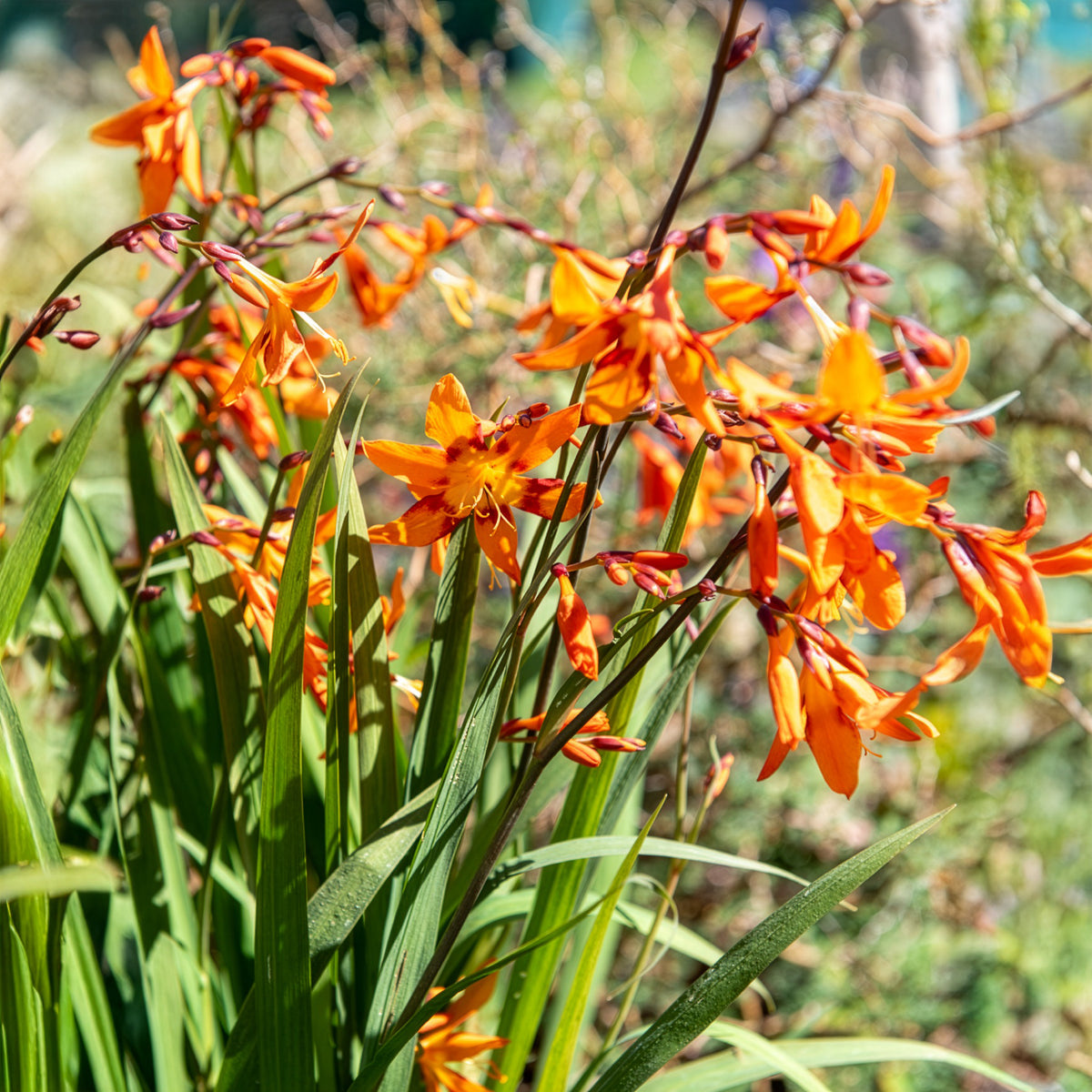 Montbretie 'Emily McKenzie' - Crocosmia Emily Mckenzie - Willemse