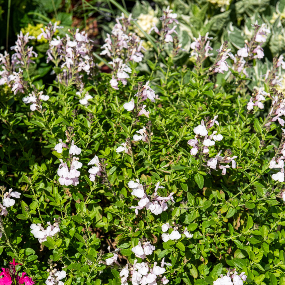 Salvia jamensis Magical® Donau Kolmadon - Salvia jamensis Magical® Donau Kolmadon - Willemse
