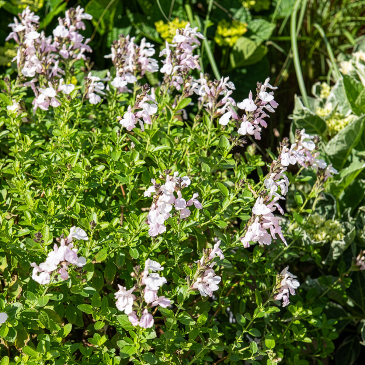 Salvia jamensis Magical® Donau Kolmadon - Willemse