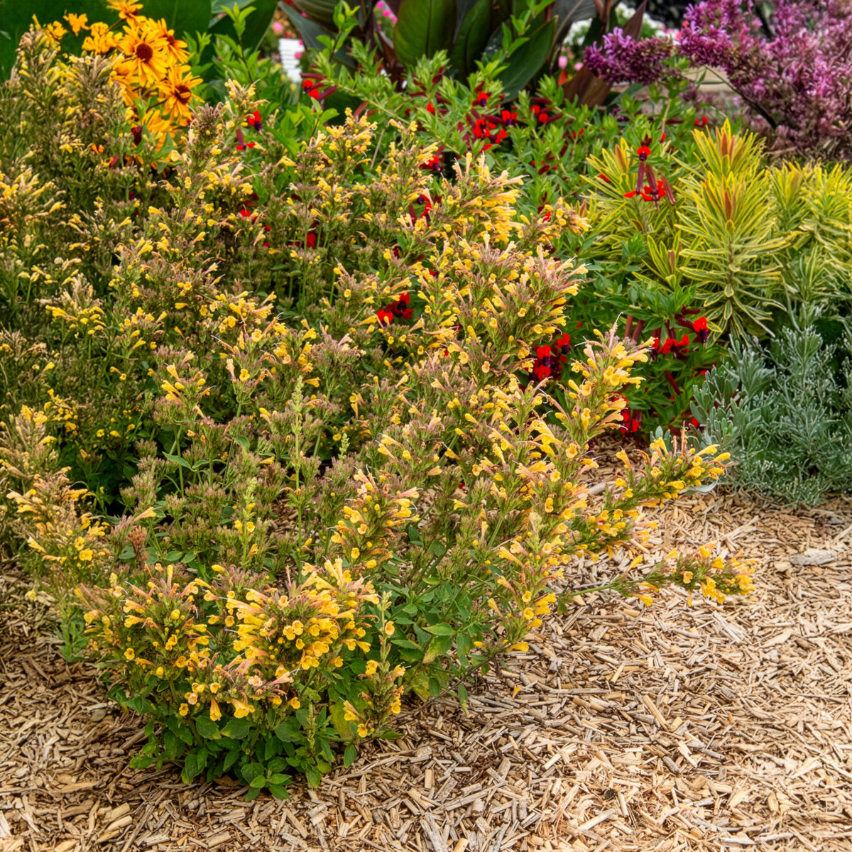 Duftnessel Kudos Yellow - Willemse