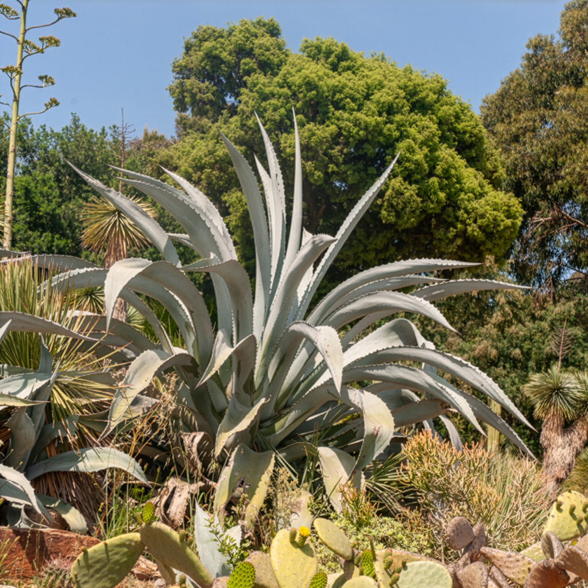 Agave americana - Amerikanische Agave - Agave