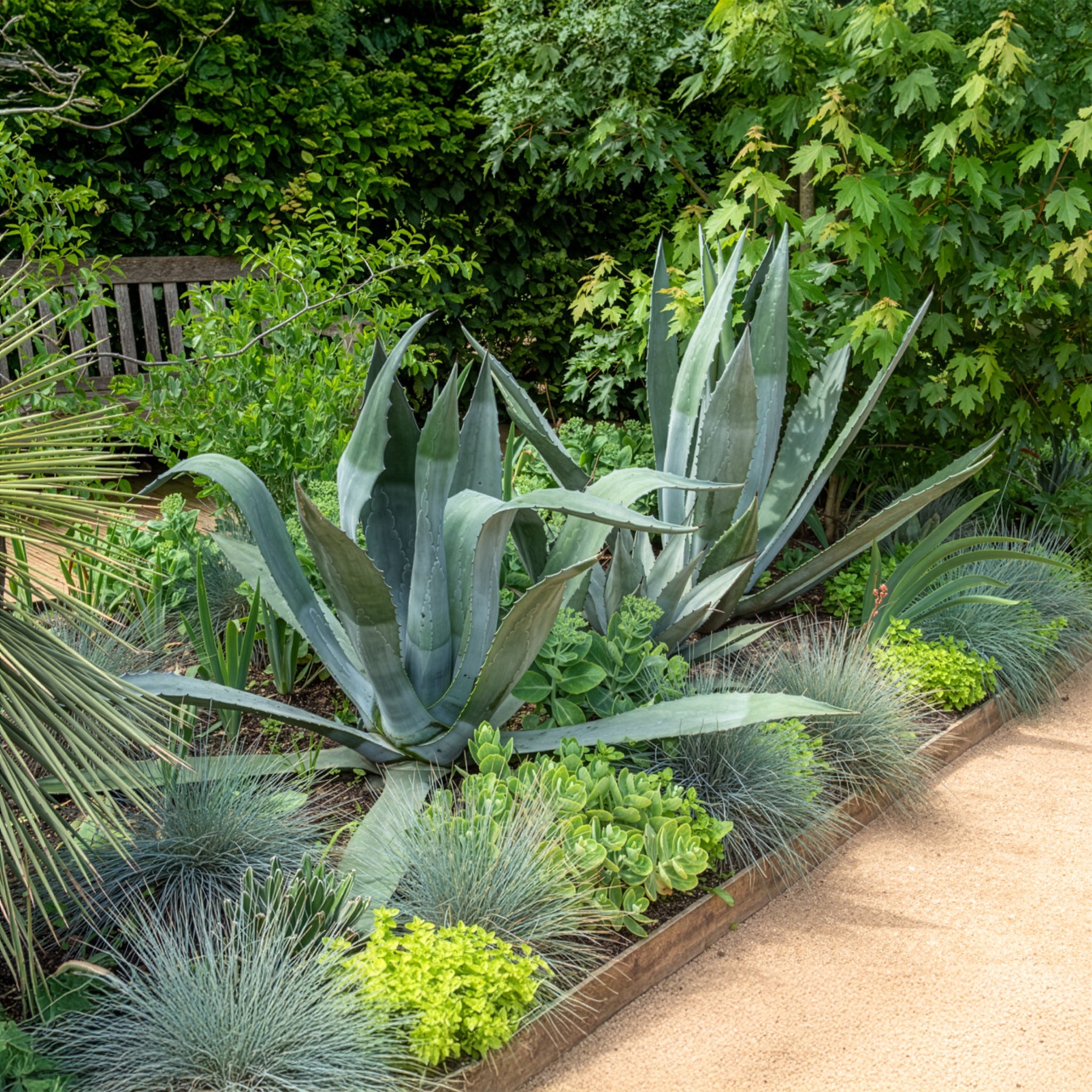 Amerikanische Agave - Agave americana - Willemse