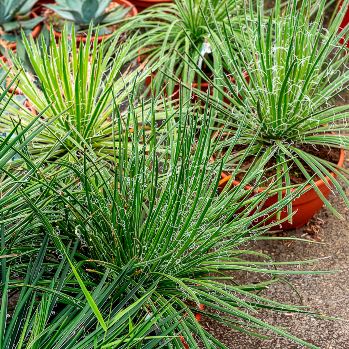 Zwillingsblütige Agave - Willemse