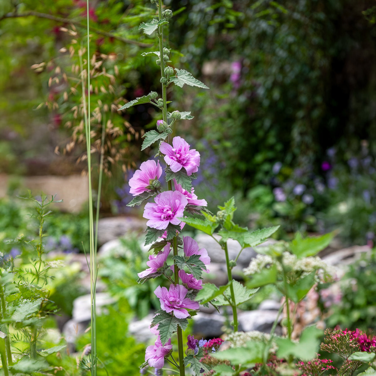 Halbstrauchige Stockrose Parkrondell - Willemse