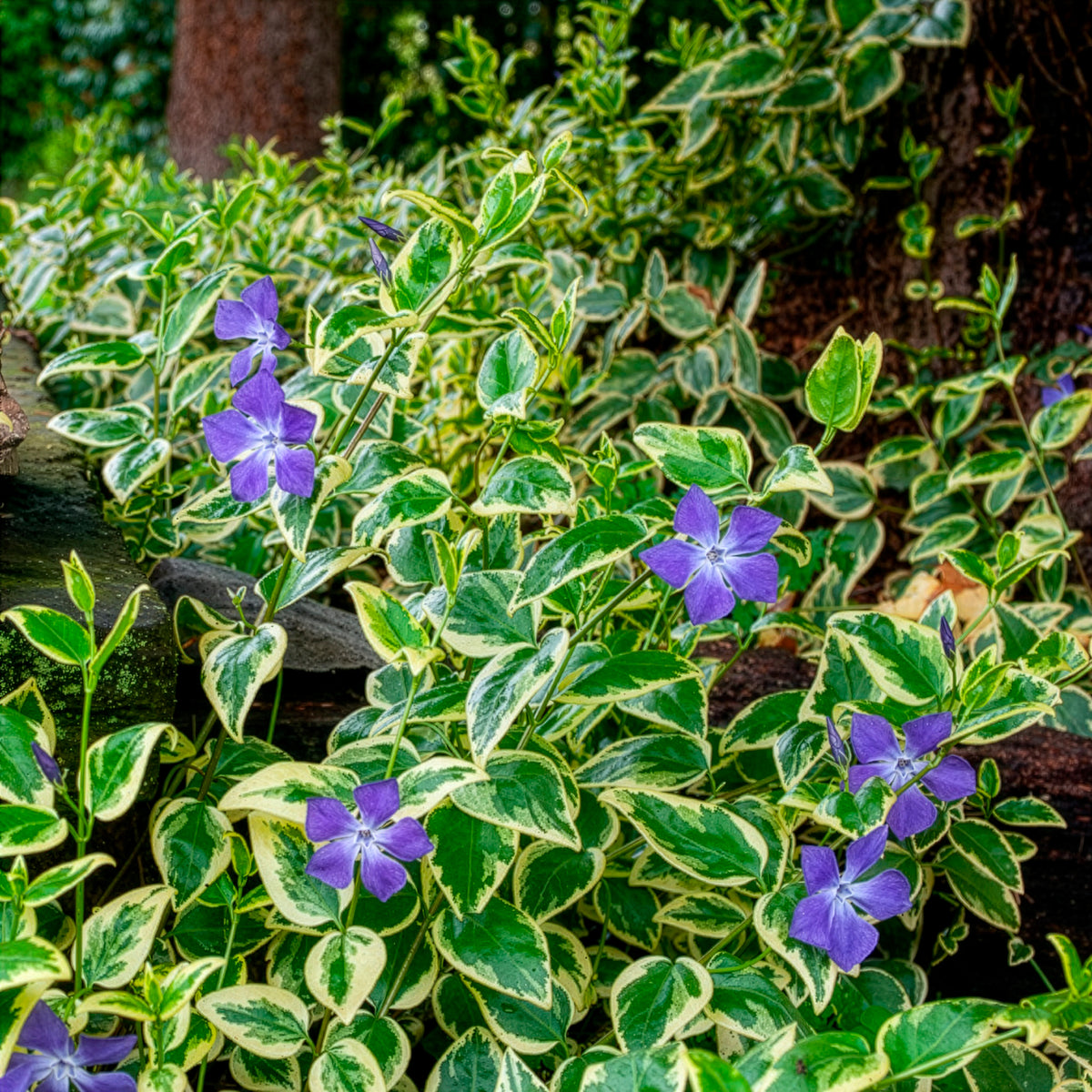 Großblättriges Immergrün Variegata - Vinca major Variegata - Willemse