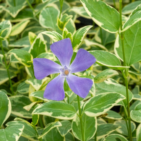 Großblättriges Immergrün Variegata - Willemse