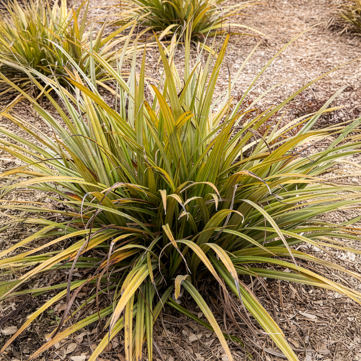 Astelia nervosa Westland - Astelia nervosa Westland - Gräser