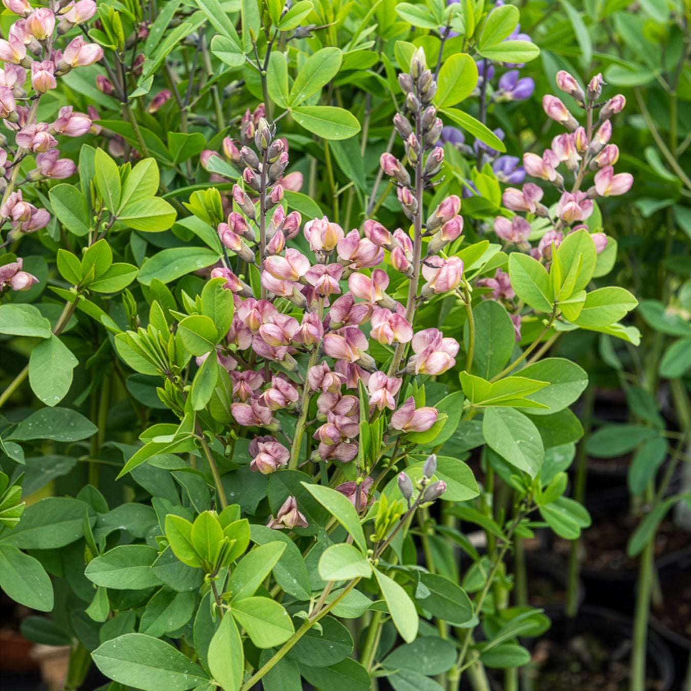 Indigo-Lupine Decadence Pink Truffles - Willemse